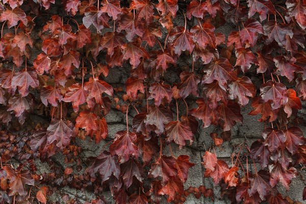 Les inconvénients méconnus de la vigne vierge à considérer